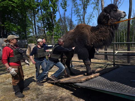 team russian zoo|Dodging Russian bombs, these volunteers risk it all to save .